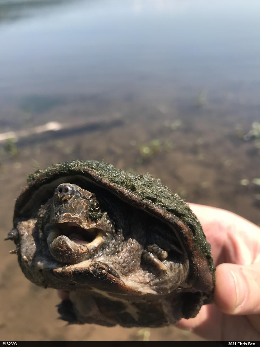 Eastern Musk Turtle