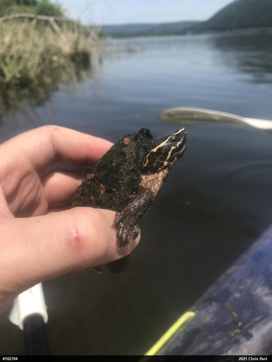 Eastern Musk Turtle