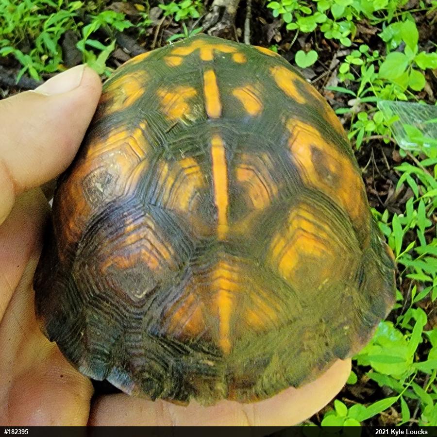 Eastern Box Turtle