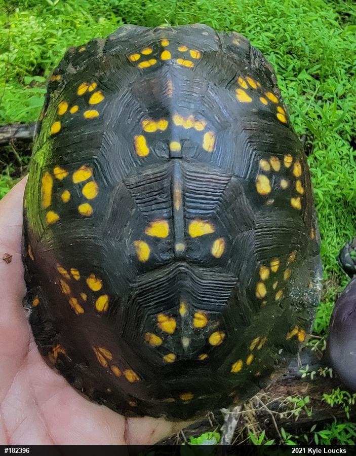 Eastern Box Turtle