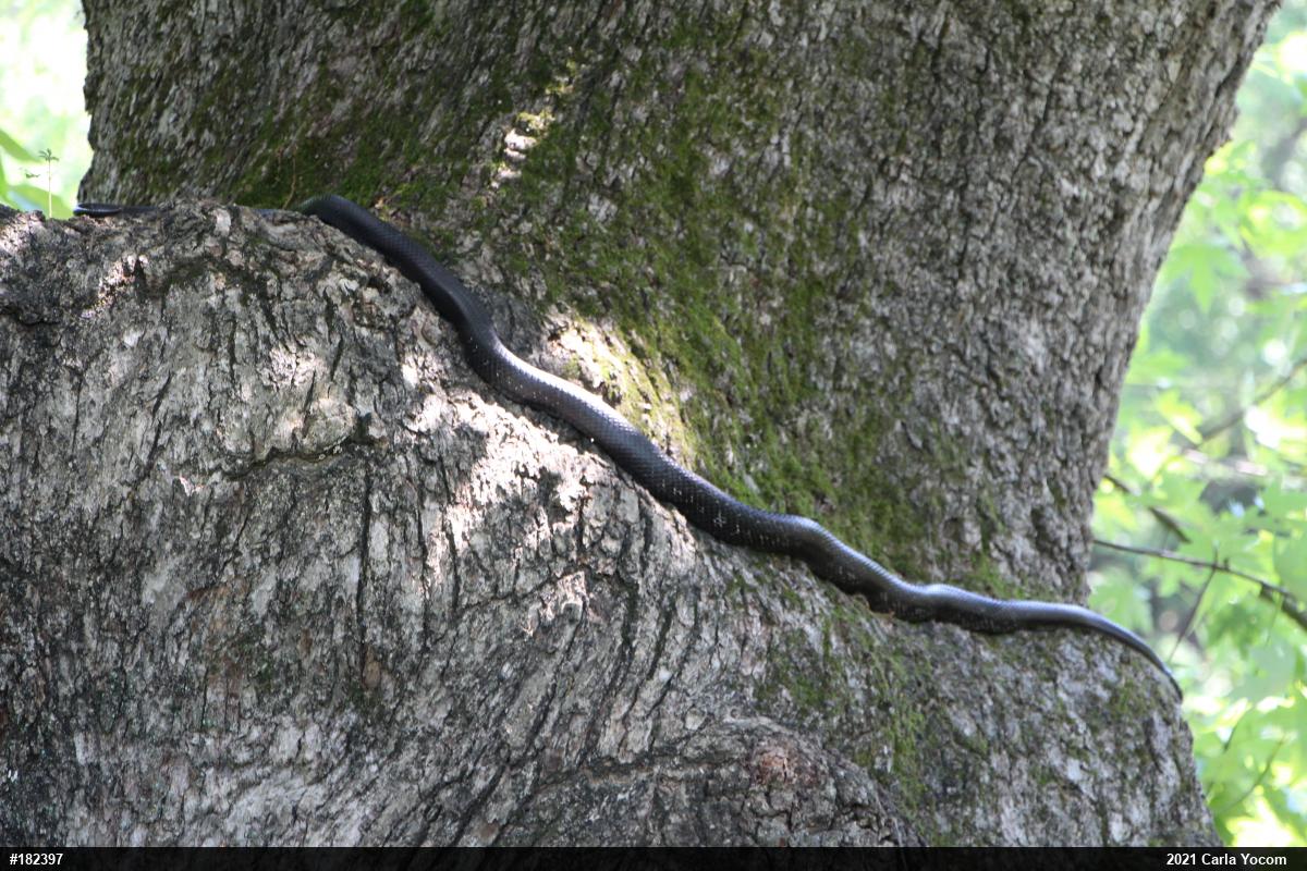 Eastern Ratsnake