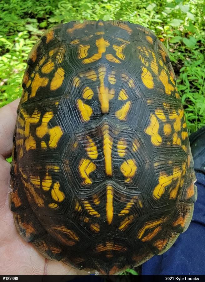 Eastern Box Turtle