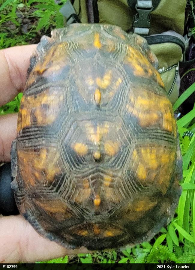 Eastern Box Turtle