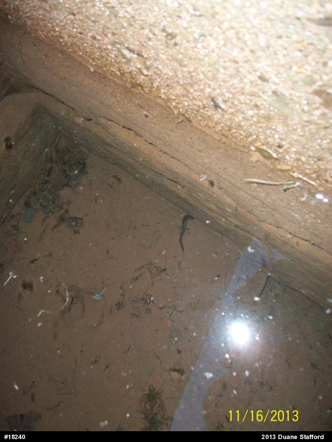 Northern Spring Salamander