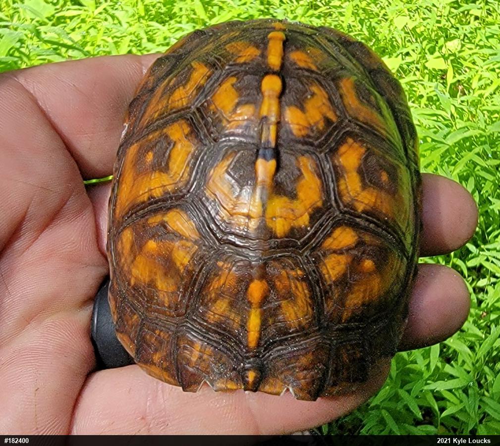 Eastern Box Turtle
