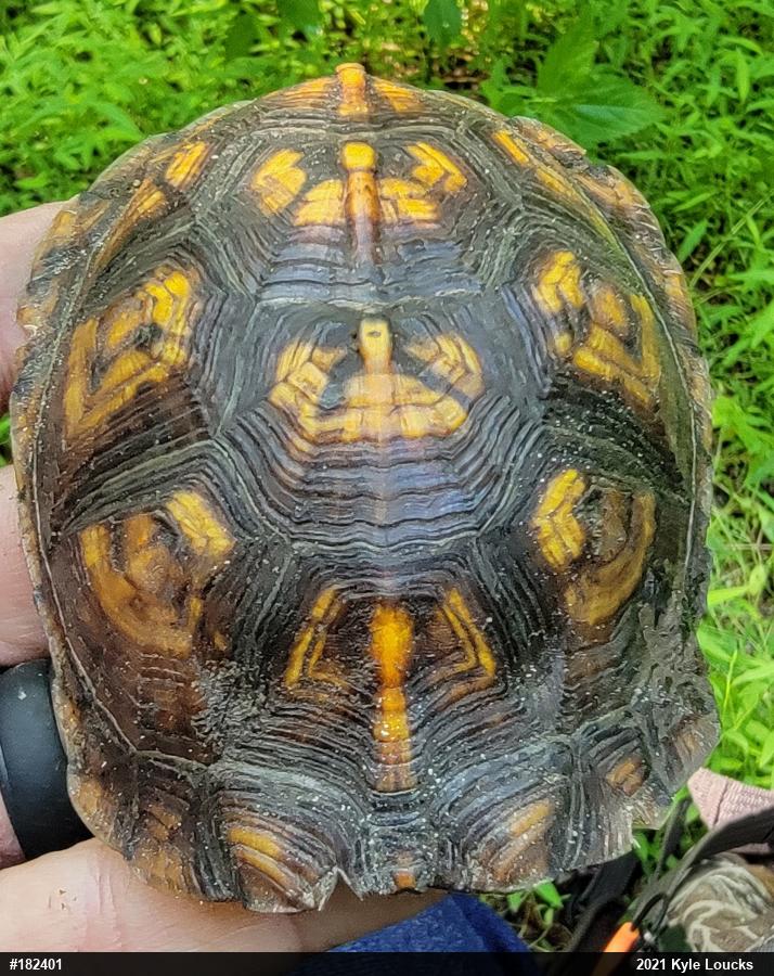 Eastern Box Turtle