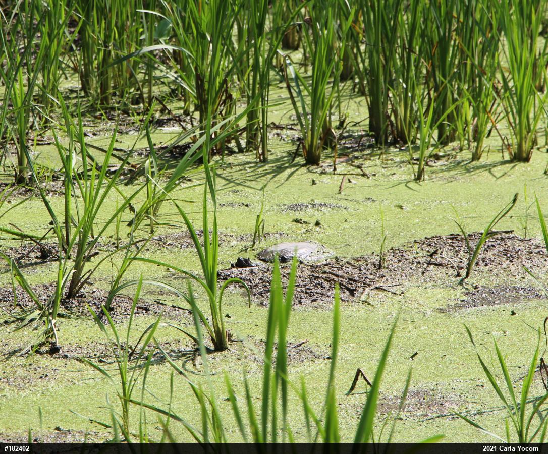 Snapping Turtle