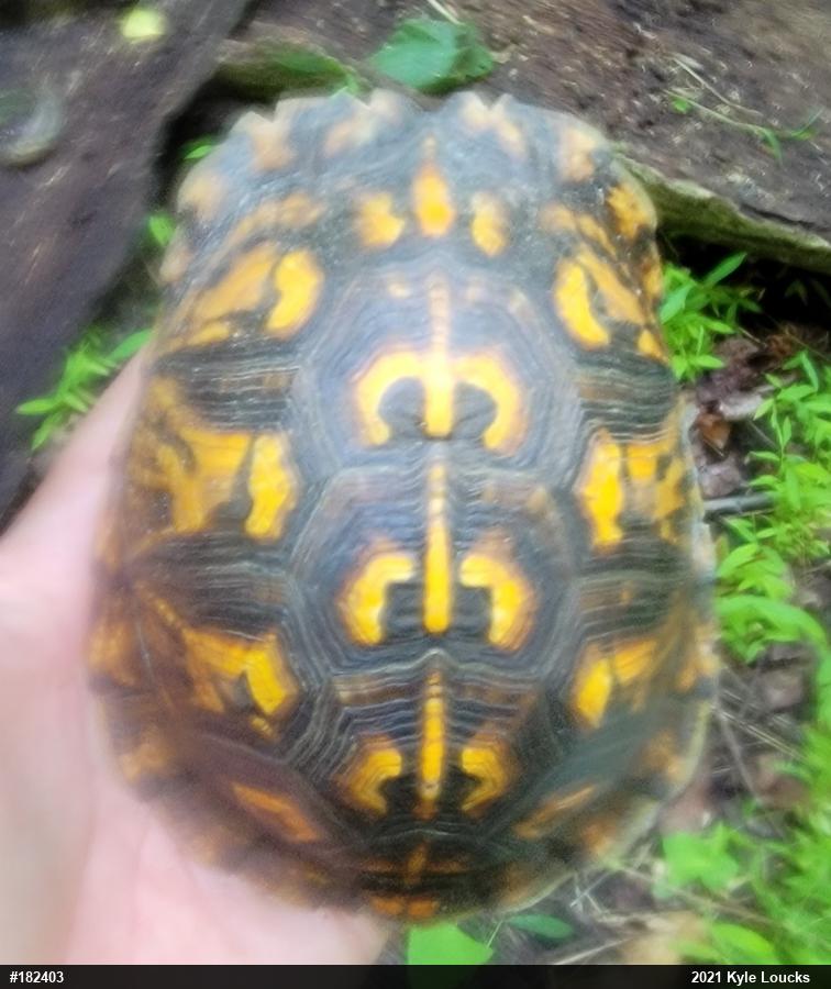 Eastern Box Turtle