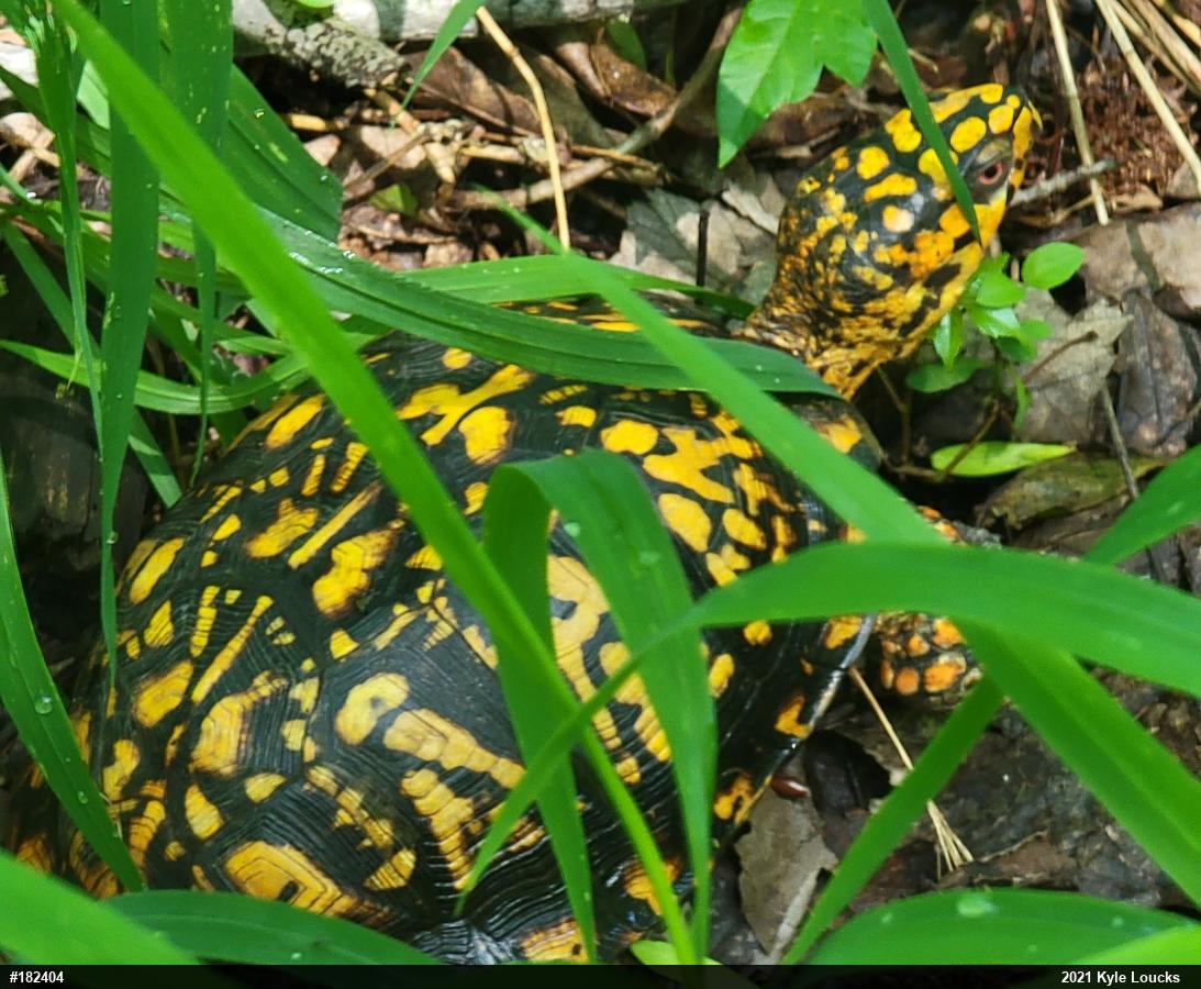 Eastern Box Turtle