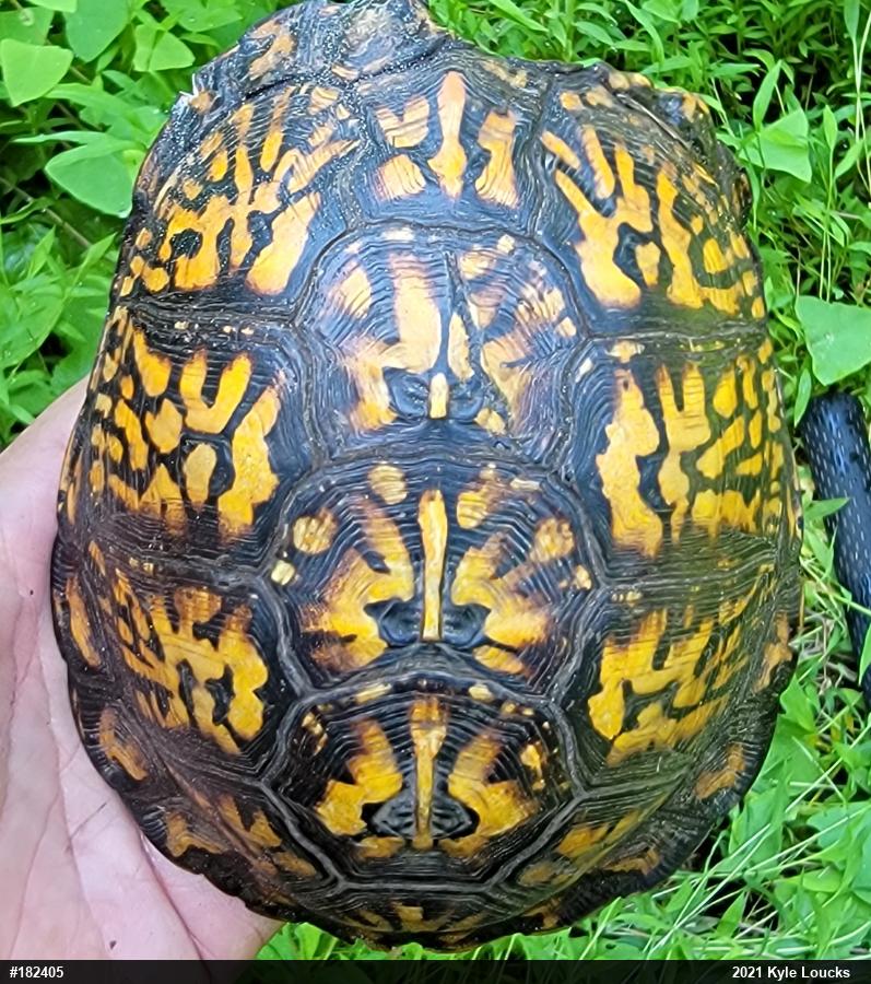 Eastern Box Turtle