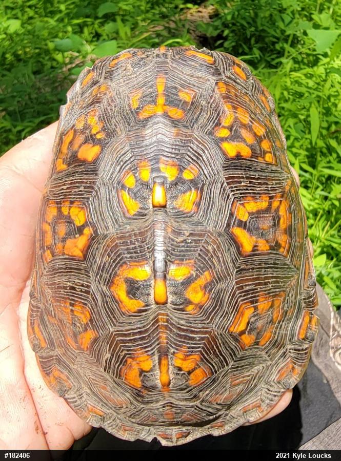 Eastern Box Turtle