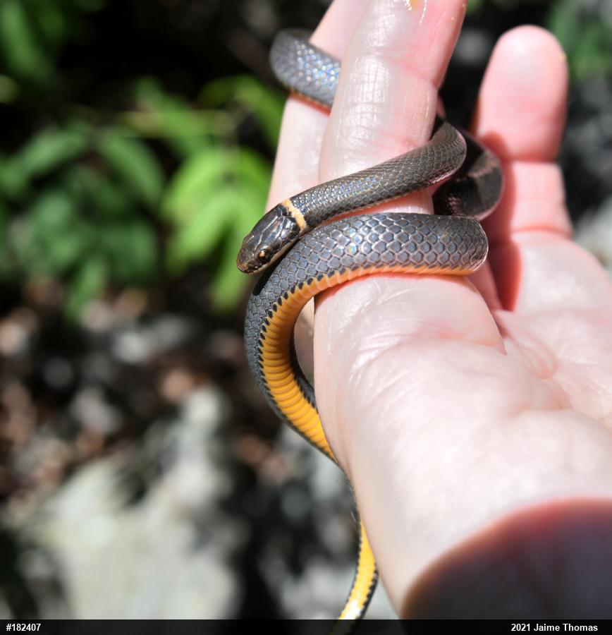 Northern Ring-necked Snake
