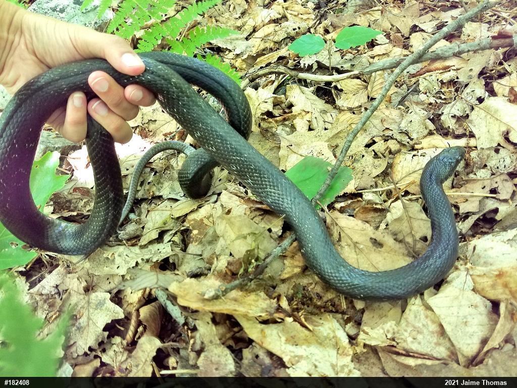 Eastern Ratsnake