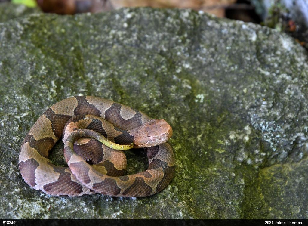 Northern Copperhead