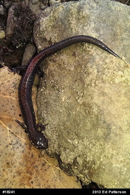 Eastern Red-backed  Salamander