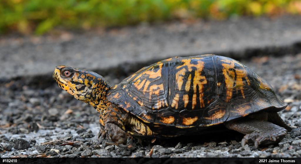 Eastern Box Turtle