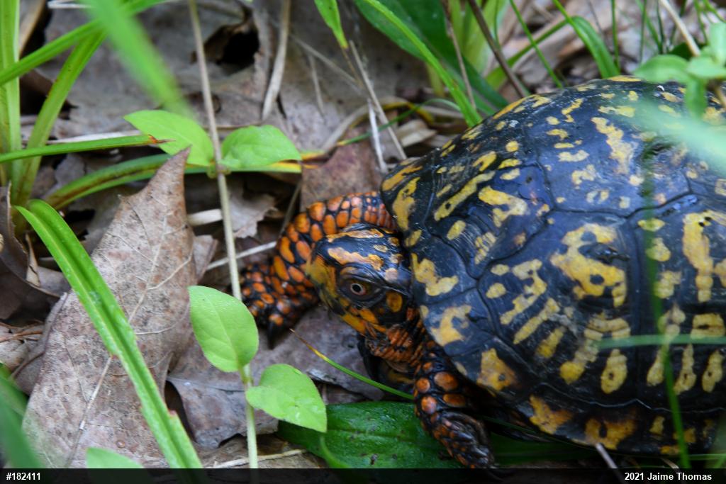 Eastern Box Turtle