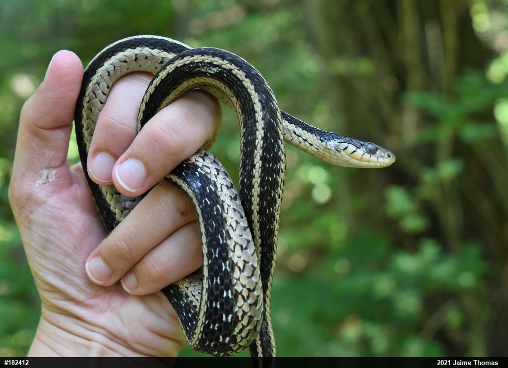 Eastern Gartersnake