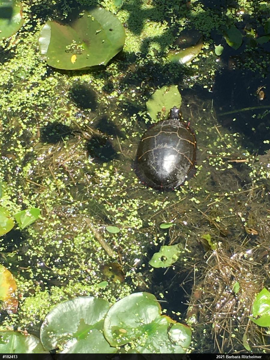 Painted Turtle