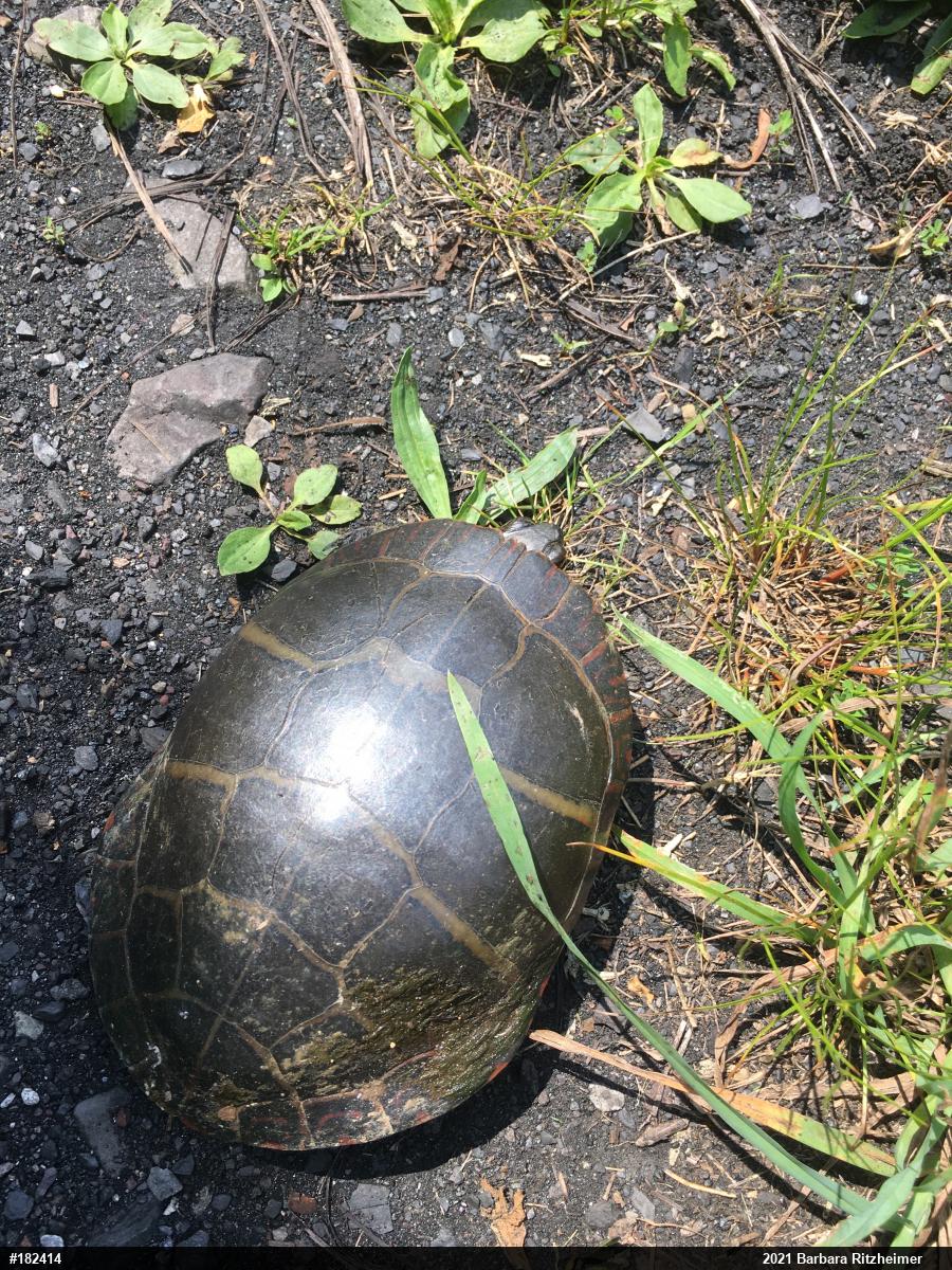 Painted Turtle