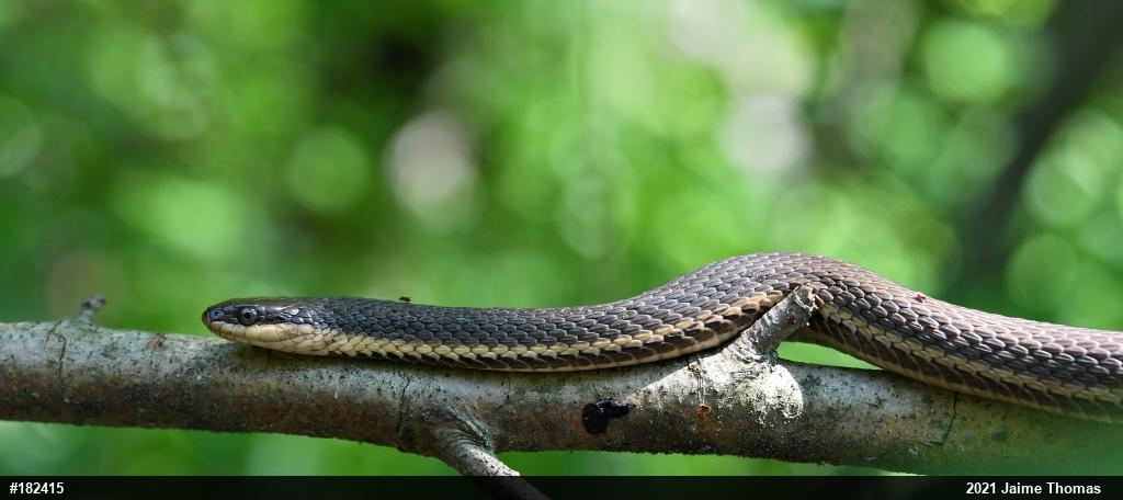 Queensnake