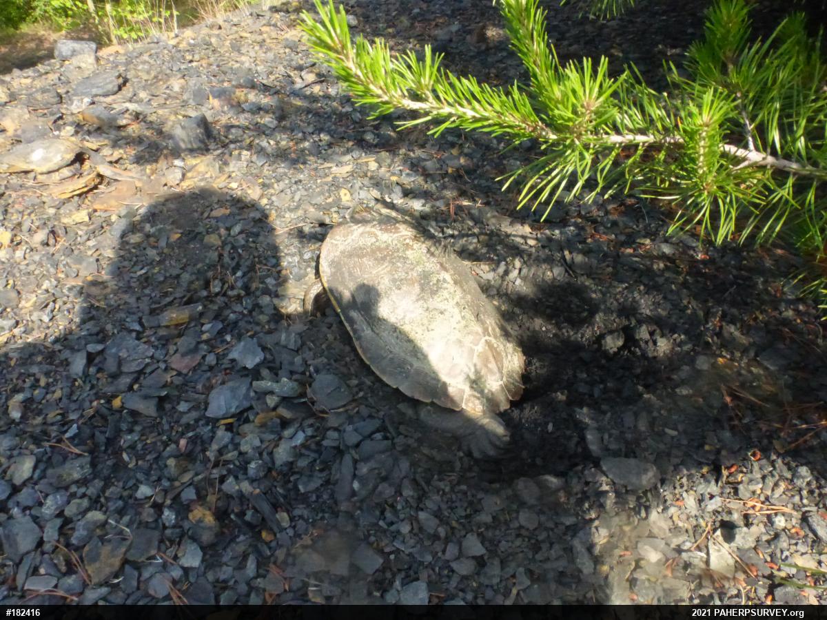 Northern Map Turtle