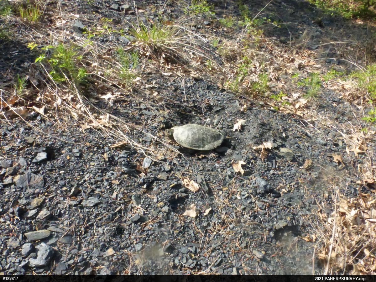 Northern Map Turtle