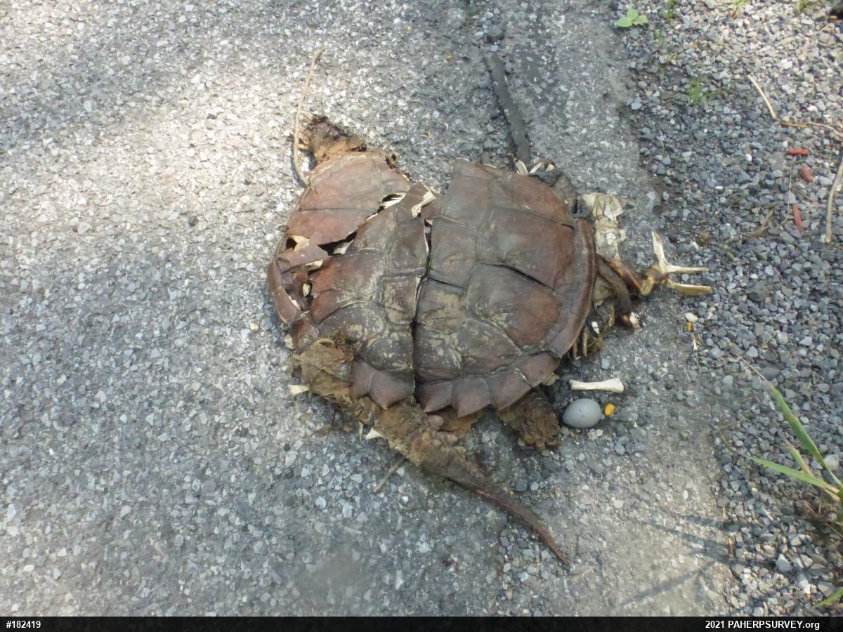 Snapping Turtle