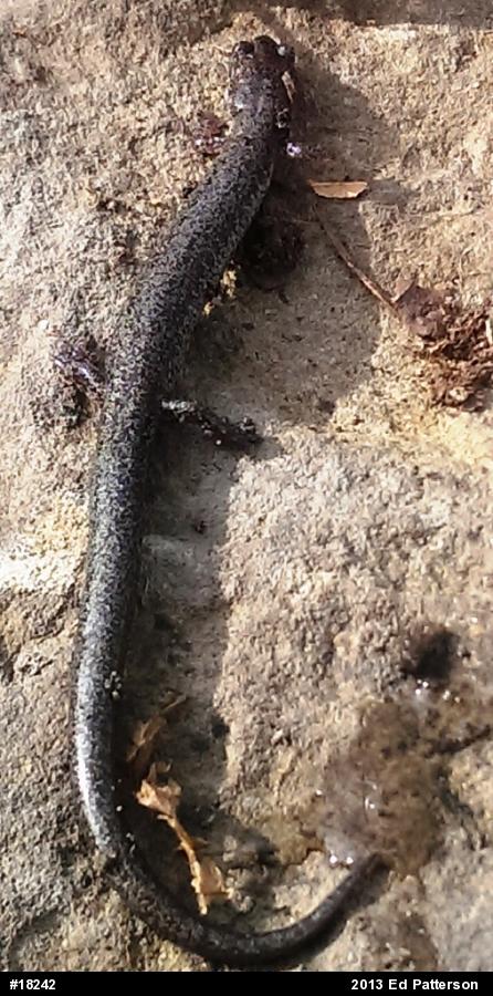 Valley And Ridge Salamander
