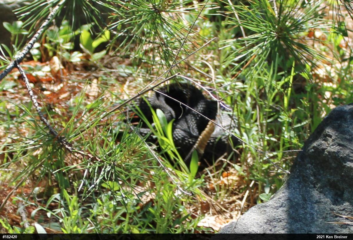 Timber Rattlesnake