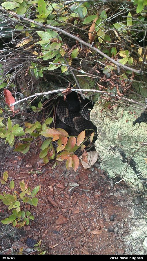 Timber Rattlesnake