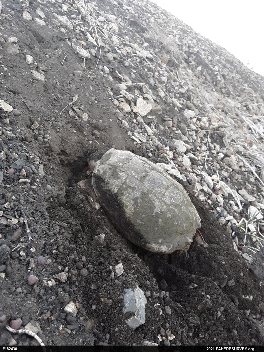 Snapping Turtle