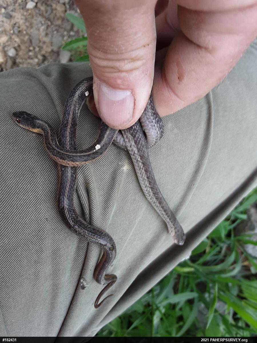 Eastern Gartersnake