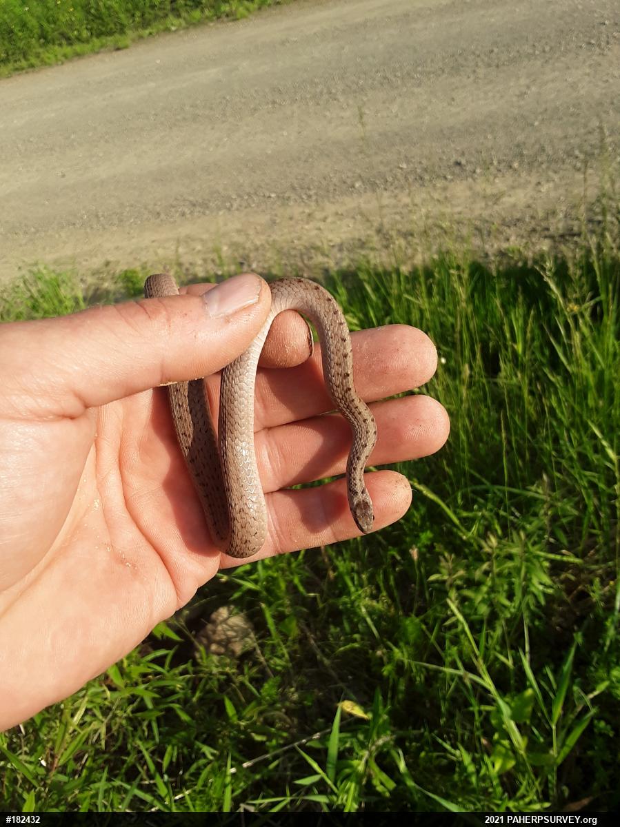 Dekay's Brownsnake