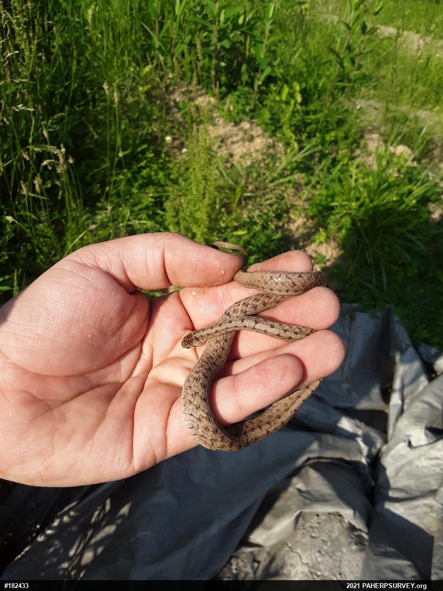 Dekay's Brownsnake