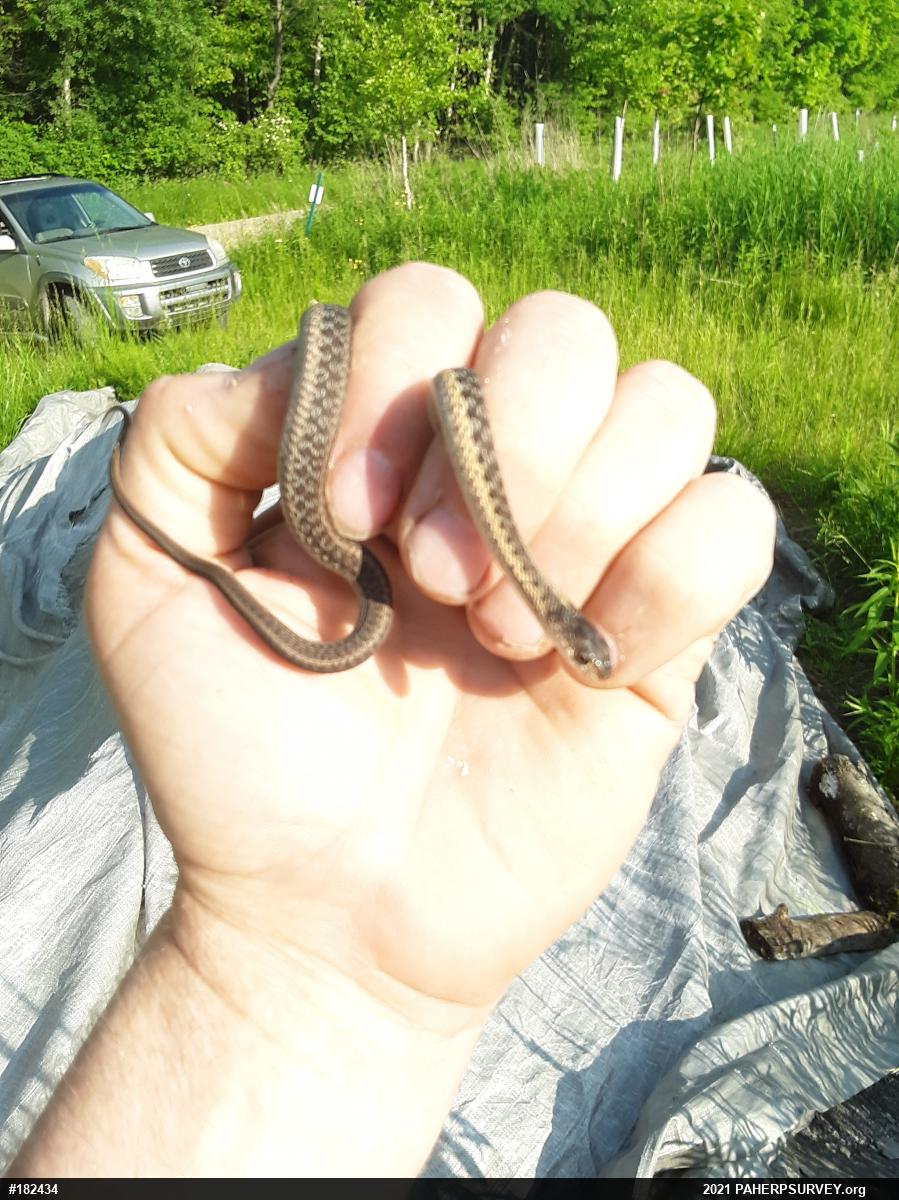 Eastern Gartersnake
