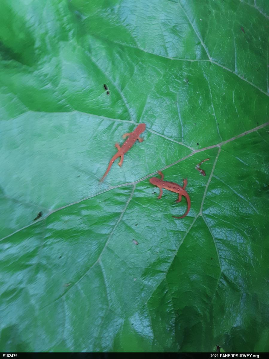 Red-spotted Newt