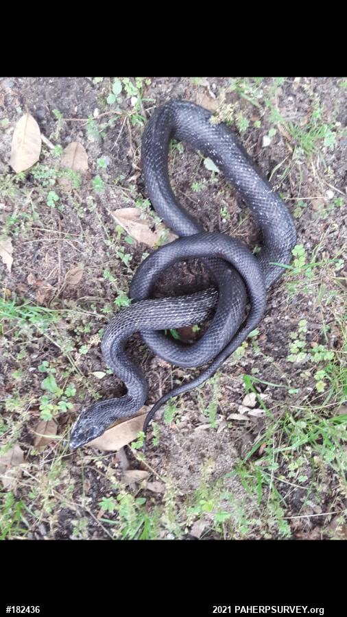 Eastern Ratsnake
