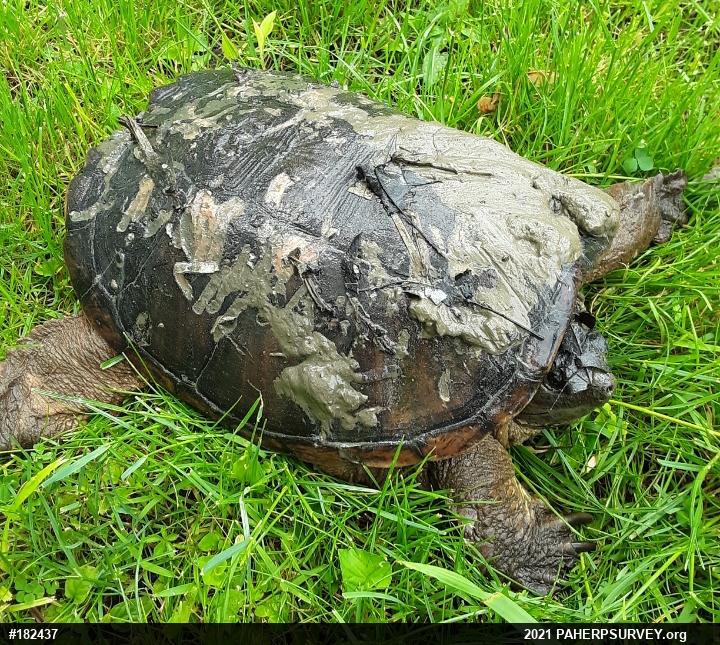 Snapping Turtle