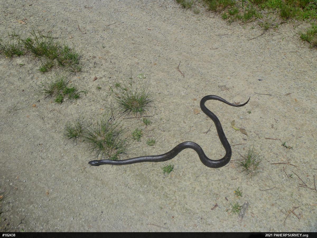 Eastern Ratsnake