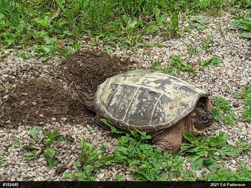 Snapping Turtle