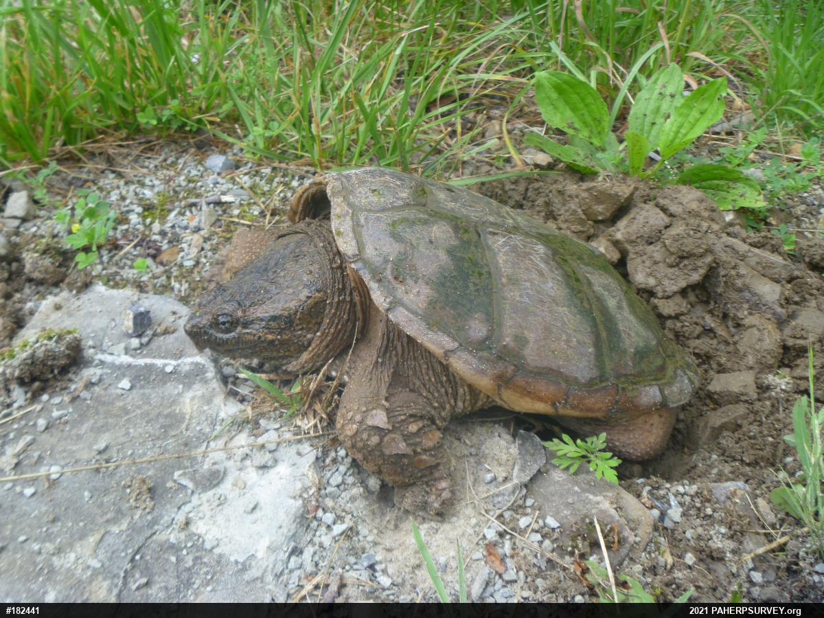 Snapping Turtle