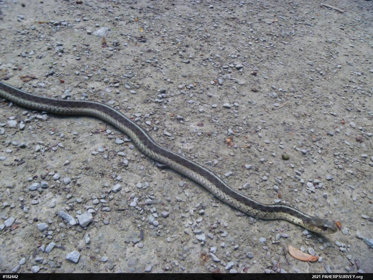 Eastern Gartersnake