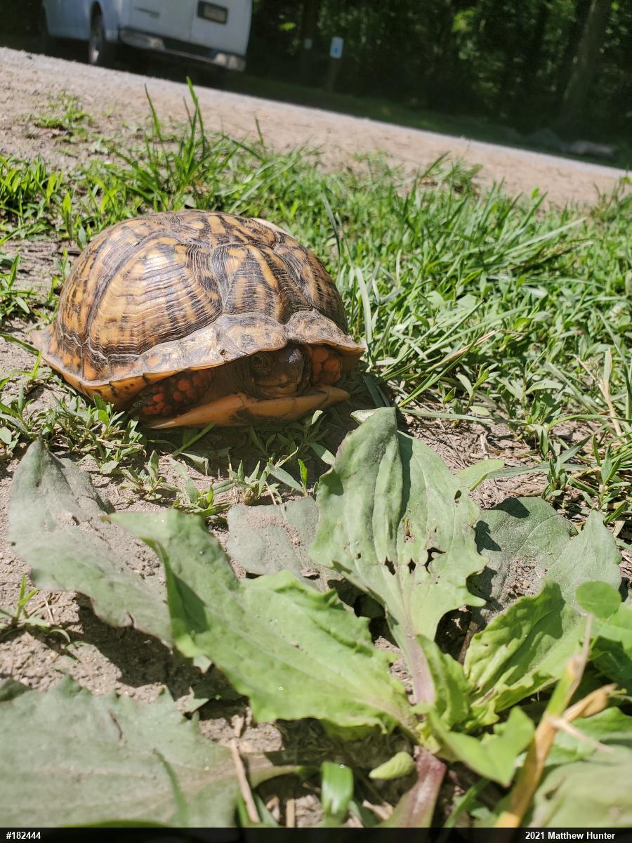Eastern Box Turtle