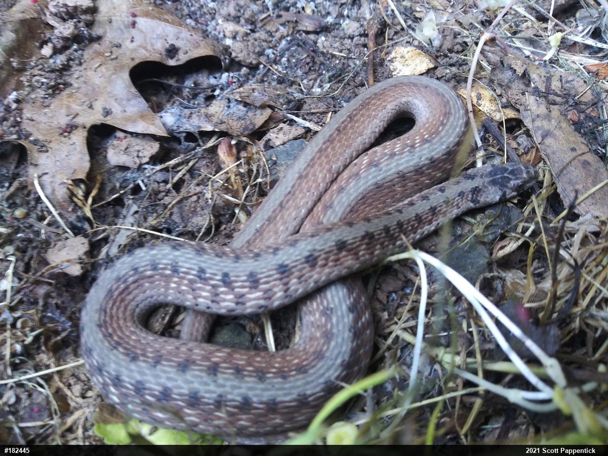 Dekay's Brownsnake