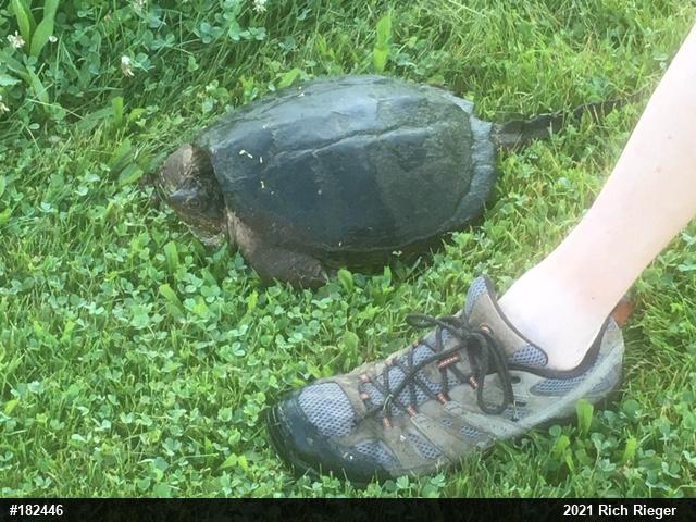 Snapping Turtle