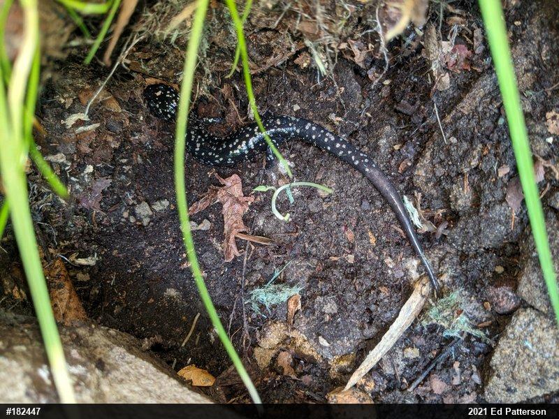 Northern Slimy Salamander