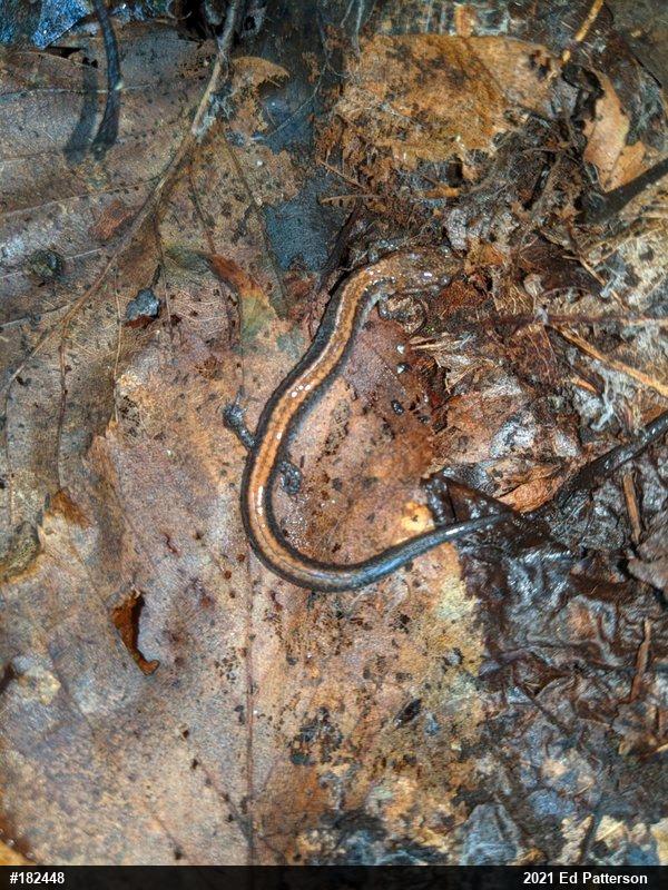 Eastern Red-backed  Salamander