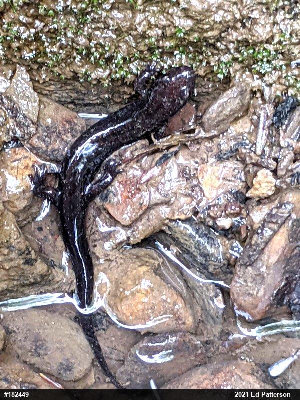 Allegheny Mountain Dusky Salamander