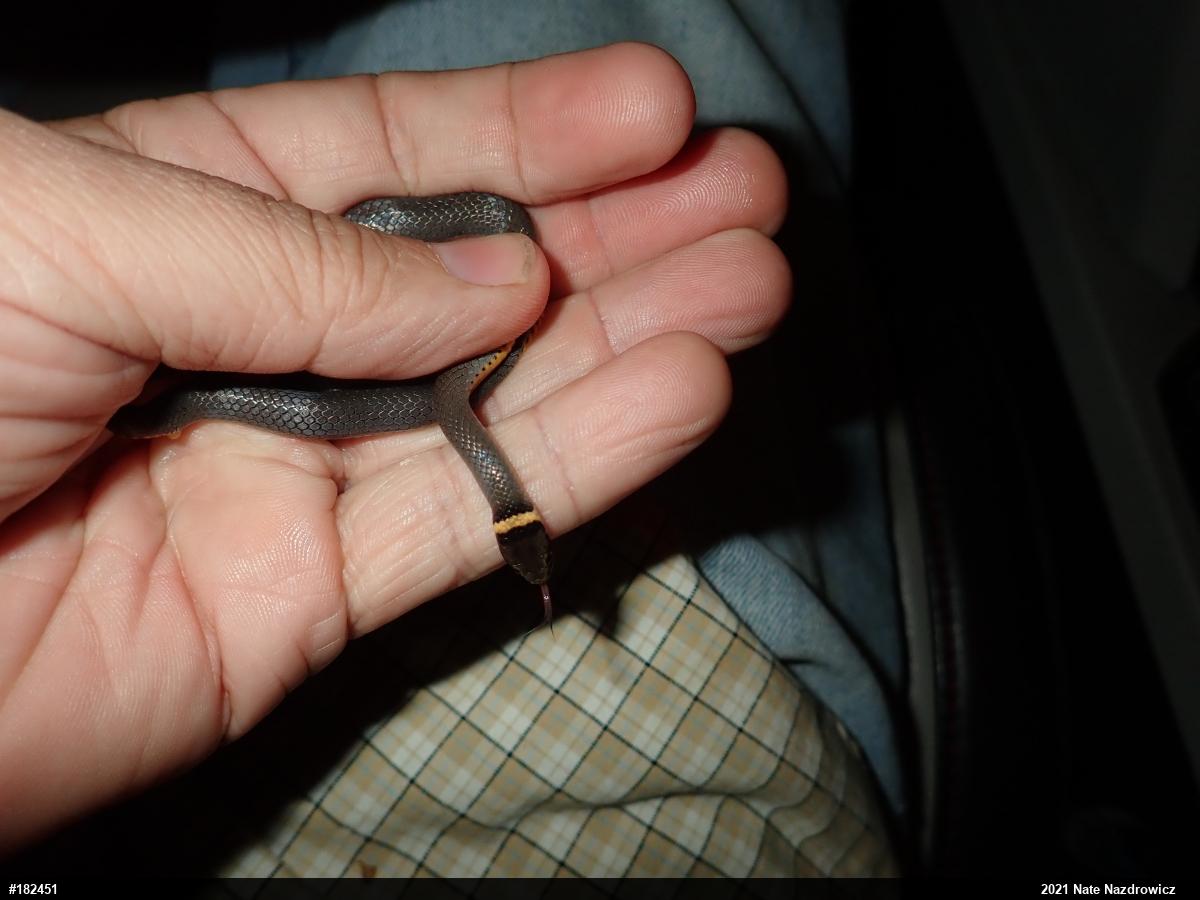 Northern Ring-necked Snake